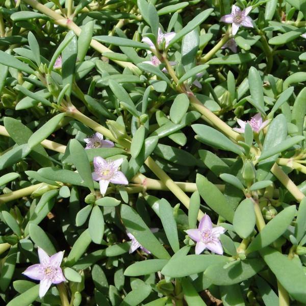 Sesuvium Portulacastrum (small) - www.FOP.ae Buy online Best and Healthy Plants and quality products guarantee in Dubai Plants Shop in Dubai Abu Dhabi all over UAE Plants near me Fresh Plants in Dubai where to buy plants in UAE - FOP.ae