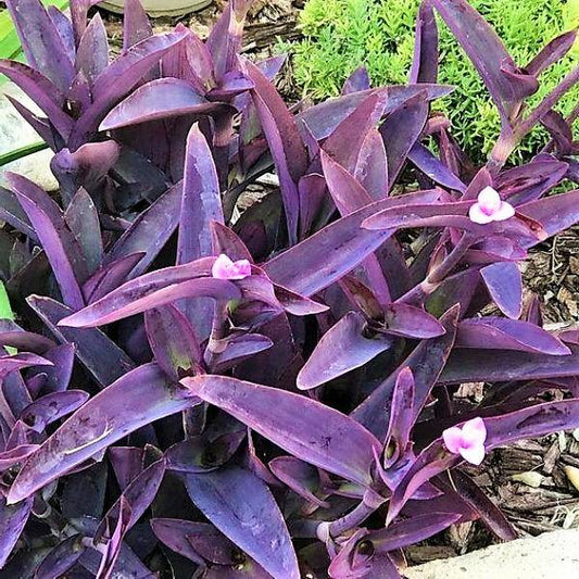 Setcreasea Purpurea, Purple Heart (small) - www.FOP.ae Buy online Best and Healthy Plants and quality products guarantee in Dubai Plants Shop in Dubai Abu Dhabi all over UAE Plants near me Fresh Plants in Dubai where to buy plants in UAE - FOP.ae