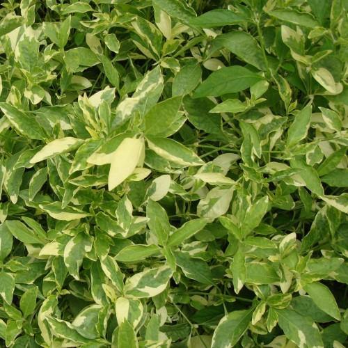Alternanthera Ficoidea, Gold (small) - www.FOP.ae Buy online Best and Healthy Plants and quality products guarantee in Dubai Plants Shop in Dubai Abu Dhabi all over UAE Plants near me Fresh Plants in Dubai where to buy plants in UAE - FOP.ae