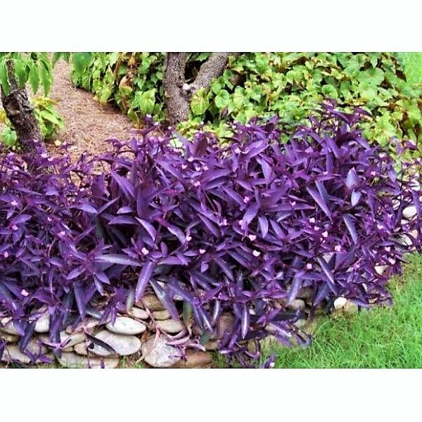 Setcreasea Purpurea, Purple Heart (small) - www.FOP.ae Buy online Best and Healthy Plants and quality products guarantee in Dubai Plants Shop in Dubai Abu Dhabi all over UAE Plants near me Fresh Plants in Dubai where to buy plants in UAE - FOP.ae