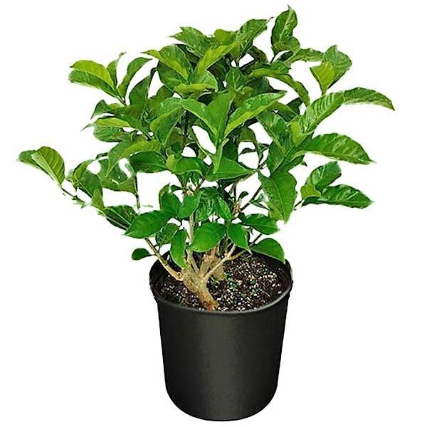 Tabernaemontana divaricata, crape jasmine - www.FOP.ae Buy online Best and Healthy Plants and quality products guarantee in Dubai Plants Shop in Dubai Abu Dhabi all over UAE Plants near me Fresh Plants in Dubai where to buy plants in UAE - FOP.ae