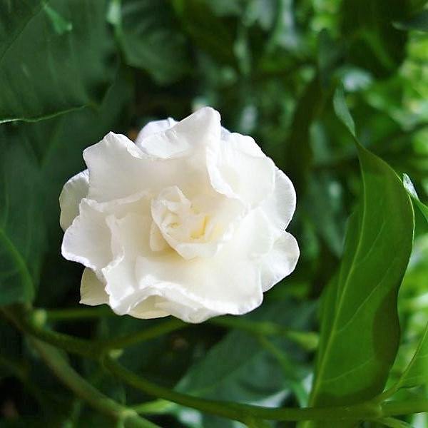 Tabernaemontana divaricata, crape jasmine - www.FOP.ae Buy online Best and Healthy Plants and quality products guarantee in Dubai Plants Shop in Dubai Abu Dhabi all over UAE Plants near me Fresh Plants in Dubai where to buy plants in UAE - FOP.ae