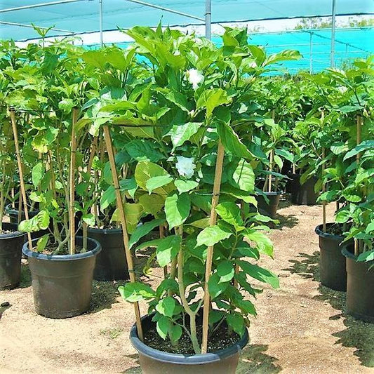 Tabernaemontana divaricata, crape jasmine - www.FOP.ae Buy online Best and Healthy Plants and quality products guarantee in Dubai Plants Shop in Dubai Abu Dhabi all over UAE Plants near me Fresh Plants in Dubai where to buy plants in UAE - FOP.ae