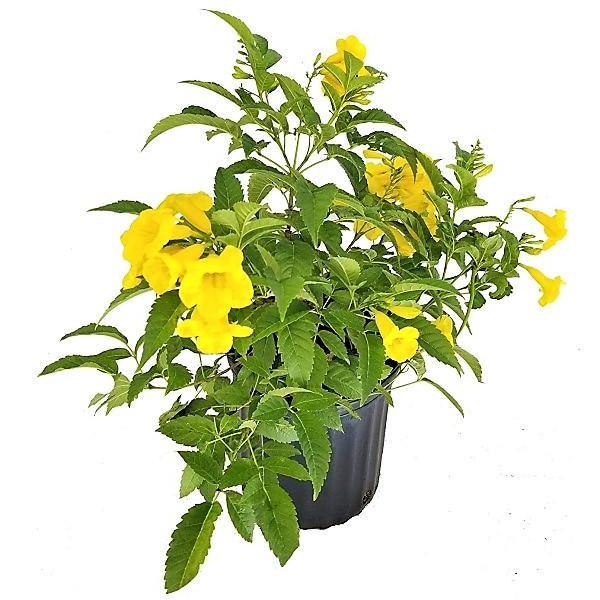 Yellow Bells, Tecoma Stans - www.FOP.ae Buy online Best and Healthy Plants and quality products guarantee in Dubai Plants Shop in Dubai Abu Dhabi all over UAE Plants near me Fresh Plants in Dubai where to buy plants in UAE - FOP.ae