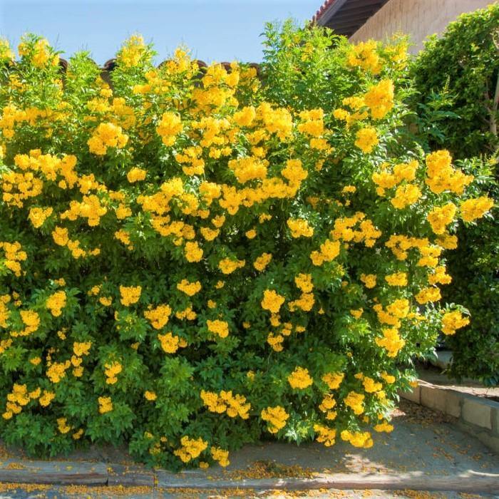 Yellow Bells, Tecoma Stans - www.FOP.ae Buy online Best and Healthy Plants and quality products guarantee in Dubai Plants Shop in Dubai Abu Dhabi all over UAE Plants near me Fresh Plants in Dubai where to buy plants in UAE - FOP.ae
