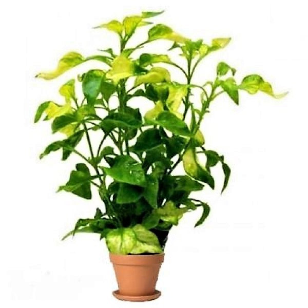 Alternanthera Ficoidea, Gold (small) - www.FOP.ae Buy online Best and Healthy Plants and quality products guarantee in Dubai Plants Shop in Dubai Abu Dhabi all over UAE Plants near me Fresh Plants in Dubai where to buy plants in UAE - FOP.ae