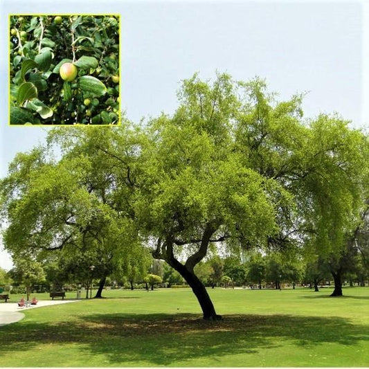 Ziziphus Spina Christi, Sidr Tree - www.FOP.ae Buy online Best and Healthy Plants and quality products guarantee in Dubai Plants Shop in Dubai Abu Dhabi all over UAE Plants near me Fresh Plants in Dubai where to buy plants in UAE - FOP.ae