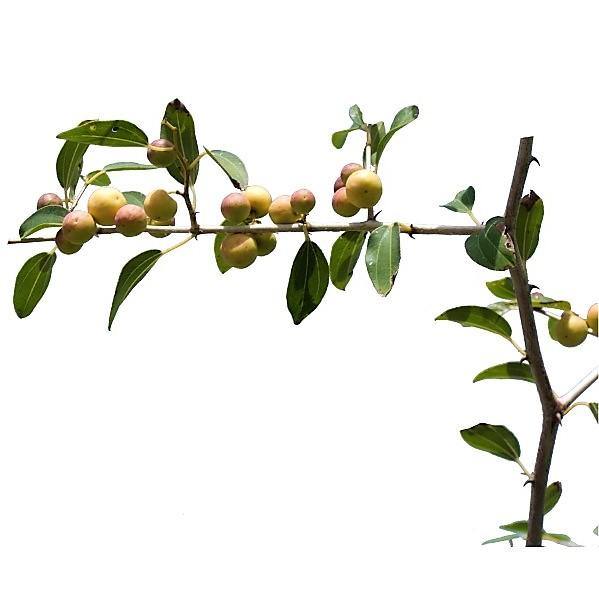 Ziziphus Spina Christi, Sidr Tree - www.FOP.ae Buy online Best and Healthy Plants and quality products guarantee in Dubai Plants Shop in Dubai Abu Dhabi all over UAE Plants near me Fresh Plants in Dubai where to buy plants in UAE - FOP.ae