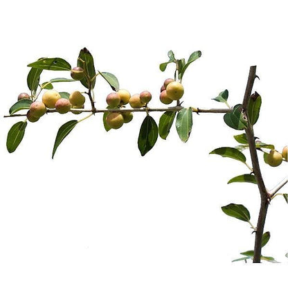 Ziziphus Spina Christi, Sidr Tree - www.FOP.ae Buy online Best and Healthy Plants and quality products guarantee in Dubai Plants Shop in Dubai Abu Dhabi all over UAE Plants near me Fresh Plants in Dubai where to buy plants in UAE - FOP.ae