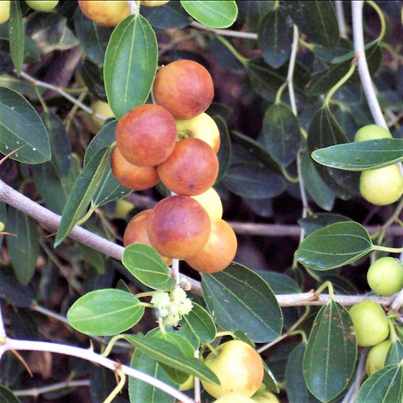 Ziziphus Spina Christi, Sidr Tree - www.FOP.ae Buy online Best and Healthy Plants and quality products guarantee in Dubai Plants Shop in Dubai Abu Dhabi all over UAE Plants near me Fresh Plants in Dubai where to buy plants in UAE - FOP.ae