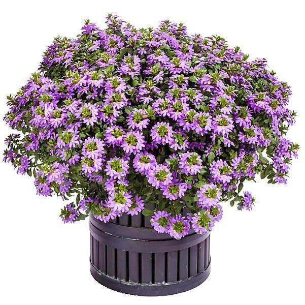 Scaevola Aemula, Blue Wonder - www.FOP.ae Buy online Best and Healthy Plants and quality products guarantee in Dubai Plants Shop in Dubai Abu Dhabi all over UAE Plants near me Fresh Plants in Dubai where to buy plants in UAE - FOP.ae