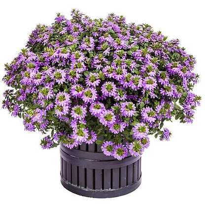 Scaevola Aemula, Blue Wonder - www.FOP.ae Buy online Best and Healthy Plants and quality products guarantee in Dubai Plants Shop in Dubai Abu Dhabi all over UAE Plants near me Fresh Plants in Dubai where to buy plants in UAE - FOP.ae