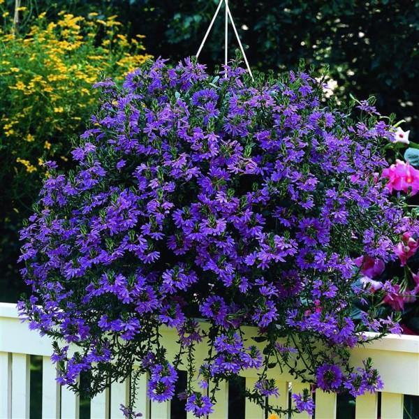 Scaevola Aemula, Blue Wonder - www.FOP.ae Buy online Best and Healthy Plants and quality products guarantee in Dubai Plants Shop in Dubai Abu Dhabi all over UAE Plants near me Fresh Plants in Dubai where to buy plants in UAE - FOP.ae
