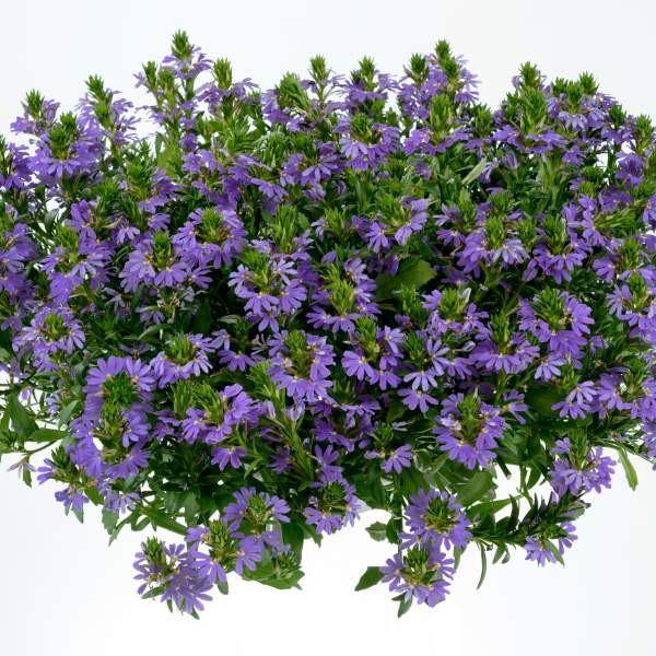 Scaevola Aemula, Blue Wonder - www.FOP.ae Buy online Best and Healthy Plants and quality products guarantee in Dubai Plants Shop in Dubai Abu Dhabi all over UAE Plants near me Fresh Plants in Dubai where to buy plants in UAE - FOP.ae