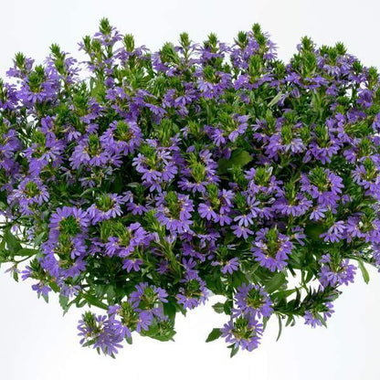 Scaevola Aemula, Blue Wonder - www.FOP.ae Buy online Best and Healthy Plants and quality products guarantee in Dubai Plants Shop in Dubai Abu Dhabi all over UAE Plants near me Fresh Plants in Dubai where to buy plants in UAE - FOP.ae