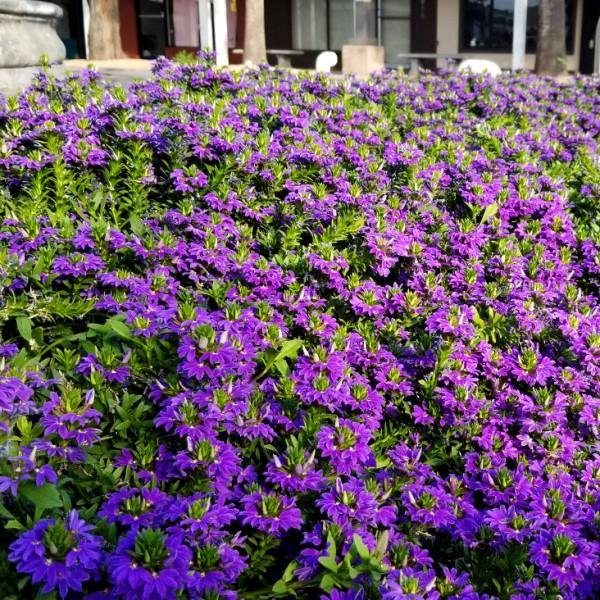 Scaevola Aemula, Blue Wonder - www.FOP.ae Buy online Best and Healthy Plants and quality products guarantee in Dubai Plants Shop in Dubai Abu Dhabi all over UAE Plants near me Fresh Plants in Dubai where to buy plants in UAE - FOP.ae