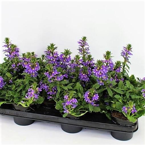 Scaevola Aemula, Blue Wonder - www.FOP.ae Buy online Best and Healthy Plants and quality products guarantee in Dubai Plants Shop in Dubai Abu Dhabi all over UAE Plants near me Fresh Plants in Dubai where to buy plants in UAE - FOP.ae