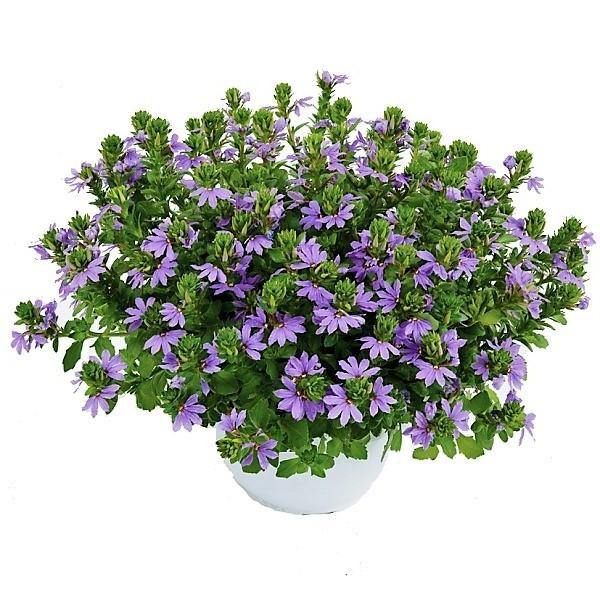 Scaevola Aemula, Blue Wonder - www.FOP.ae Buy online Best and Healthy Plants and quality products guarantee in Dubai Plants Shop in Dubai Abu Dhabi all over UAE Plants near me Fresh Plants in Dubai where to buy plants in UAE - FOP.ae
