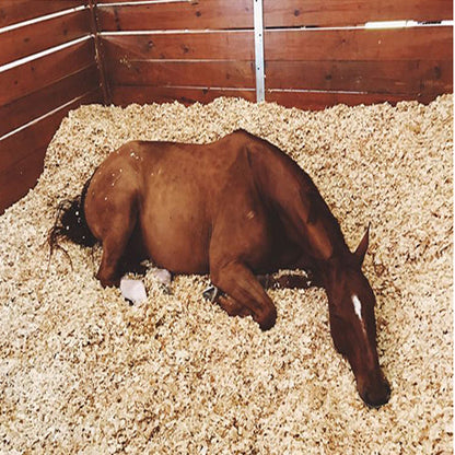 Pine Flakes, Shavings, Horse Bedding 14KG - www.FOP.ae Buy online Best and Healthy Plants and quality products guarantee in Dubai Plants Shop in Dubai Abu Dhabi all over UAE Plants near me Fresh Plants in Dubai where to buy plants in UAE - FOP.ae