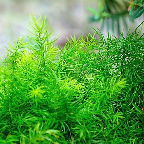 Asparagus sprengeri, Emerald feather, Emerald fern, Sprenger’s asparagus (small) - www.FOP.ae Buy online Best and Healthy Plants and quality products guarantee in Dubai Plants Shop in Dubai Abu Dhabi all over UAE Plants near me Fresh Plants in Dubai where to buy plants in UAE - FOP.ae