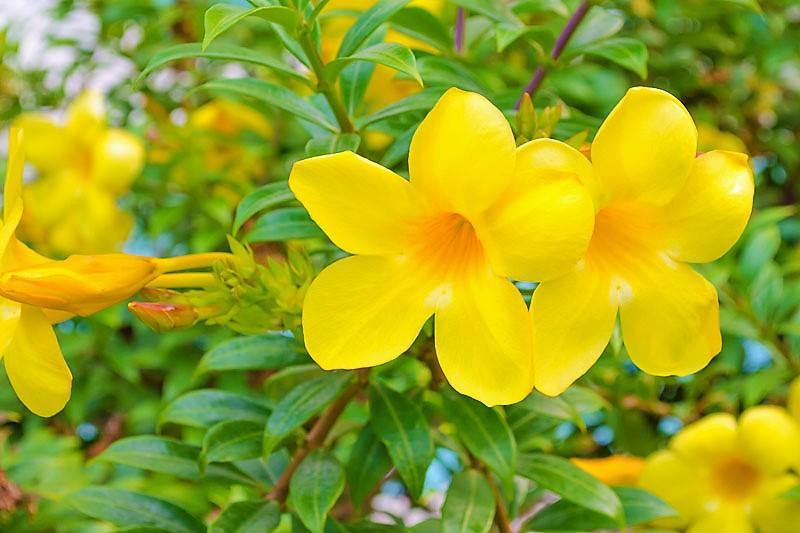 Allamanda Cathartica, Golden Trumpet - www.FOP.ae Buy online Best and Healthy Plants and quality products guarantee in Dubai Plants Shop in Dubai Abu Dhabi all over UAE Plants near me Fresh Plants in Dubai where to buy plants in UAE - FOP.ae