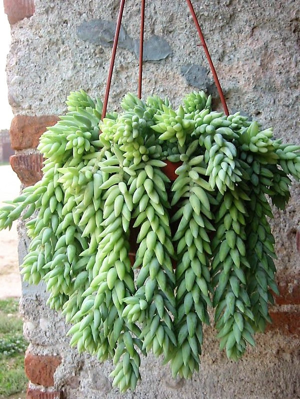 Sedum burrito , Burrows Tail Plant - www.FOP.ae Buy online Best and Healthy Plants and quality products guarantee in Dubai Plants Shop in Dubai Abu Dhabi all over UAE Plants near me Fresh Plants in Dubai where to buy plants in UAE - FOP.ae