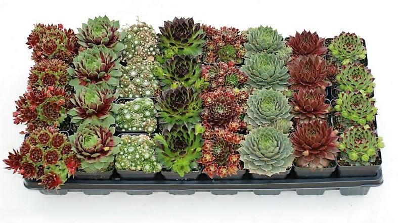 Hens & Chicks, Sempervivum, Houseleeks Mixed - www.FOP.ae Buy online Best and Healthy Plants and quality products guarantee in Dubai Plants Shop in Dubai Abu Dhabi all over UAE Plants near me Fresh Plants in Dubai where to buy plants in UAE - FOP.ae
