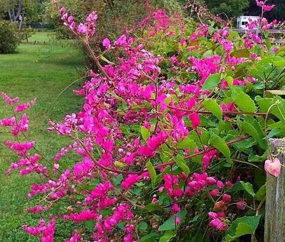 Antigonon Leptopus, Coral vine, Mexican Creeper - www.FOP.ae Buy online Best and Healthy Plants and quality products guarantee in Dubai Plants Shop in Dubai Abu Dhabi all over UAE Plants near me Fresh Plants in Dubai where to buy plants in UAE - FOP.ae