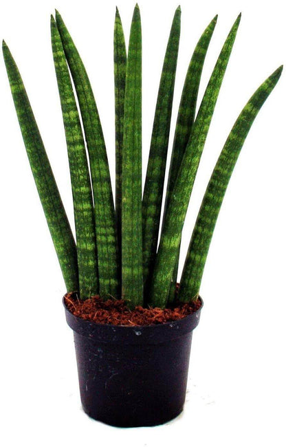 African spear , Sansevieria Cylindrica - www.FOP.ae Buy online Best and Healthy Plants and quality products guarantee in Dubai Plants Shop in Dubai Abu Dhabi all over UAE Plants near me Fresh Plants in Dubai where to buy plants in UAE - FOP.ae