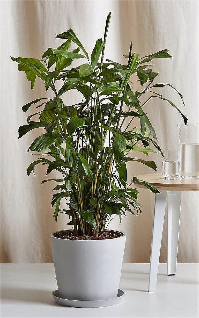 Fishtail Palm, Caryota Mitis - www.FOP.ae Buy online Best and Healthy Plants and quality products guarantee in Dubai Plants Shop in Dubai Abu Dhabi all over UAE Plants near me Fresh Plants in Dubai where to buy plants in UAE - FOP.ae
