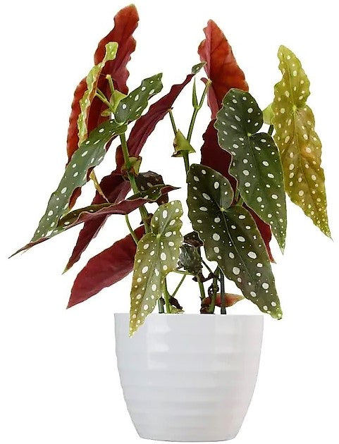 Polka Dot begonia, Begonia Maculata - www.FOP.ae Buy online Best and Healthy Plants and quality products guarantee in Dubai Plants Shop in Dubai Abu Dhabi all over UAE Plants near me Fresh Plants in Dubai where to buy plants in UAE - FOP.ae