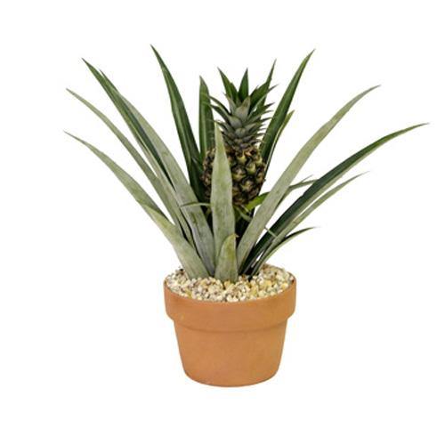 Pineapple, Ananas Comosus - www.FOP.ae Buy online Best and Healthy Plants and quality products guarantee in Dubai Plants Shop in Dubai Abu Dhabi all over UAE Plants near me Fresh Plants in Dubai where to buy plants in UAE - FOP.ae