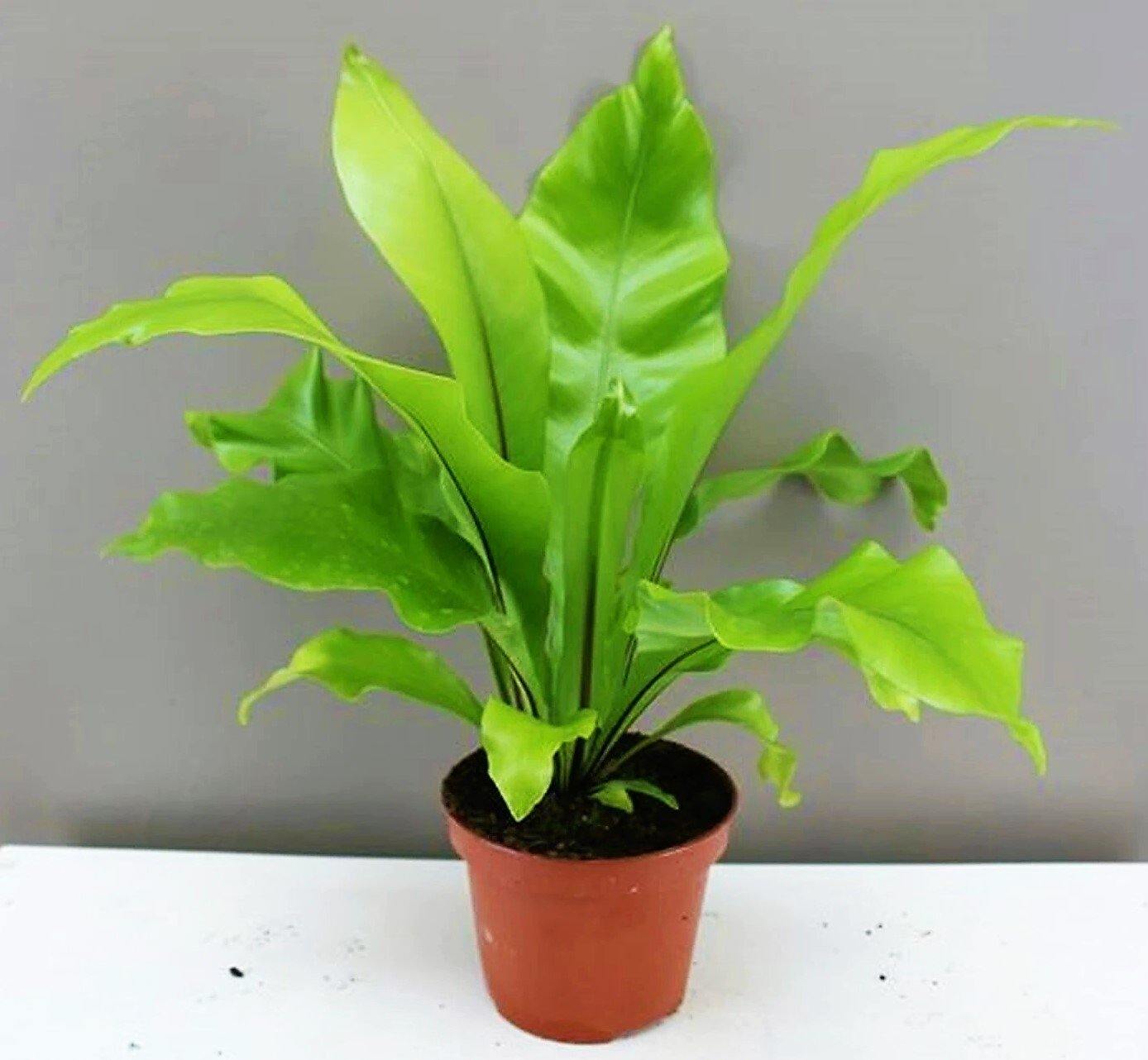 Bird’s Nest Fern, Asplenium Nidus - www.FOP.ae Buy online Best and Healthy Plants and quality products guarantee in Dubai Plants Shop in Dubai Abu Dhabi all over UAE Plants near me Fresh Plants in Dubai where to buy plants in UAE - FOP.ae