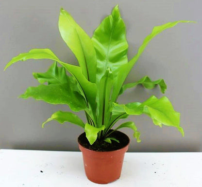 Bird’s Nest Fern, Asplenium Nidus - www.FOP.ae Buy online Best and Healthy Plants and quality products guarantee in Dubai Plants Shop in Dubai Abu Dhabi all over UAE Plants near me Fresh Plants in Dubai where to buy plants in UAE - FOP.ae