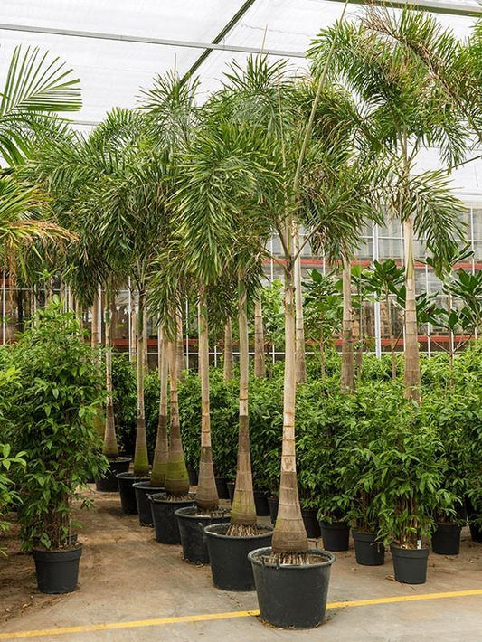 Foxtail Palm, Wodyetia Bifurcata - www.FOP.ae Buy online Best and Healthy Plants and quality products guarantee in Dubai Plants Shop in Dubai Abu Dhabi all over UAE Plants near me Fresh Plants in Dubai where to buy plants in UAE - FOP.ae