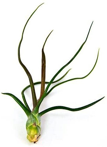 Tillandsia Bulbosa - www.FOP.ae Buy online Best and Healthy Plants and quality products guarantee in Dubai Plants Shop in Dubai Abu Dhabi all over UAE Plants near me Fresh Plants in Dubai where to buy plants in UAE - FOP.ae
