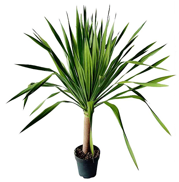 Dracaena Draco, Drago, Dragon Tree - www.FOP.ae Buy online Best and Healthy Plants and quality products guarantee in Dubai Plants Shop in Dubai Abu Dhabi all over UAE Plants near me Fresh Plants in Dubai where to buy plants in UAE - FOP.ae