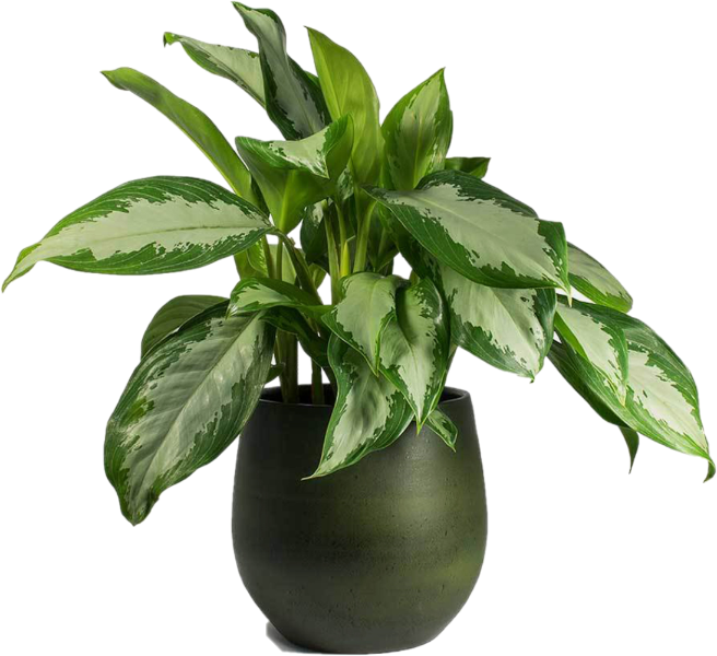 Aglaonema Pattaya Beauty - www.FOP.ae Buy online Best and Healthy Plants and quality products guarantee in Dubai Plants Shop in Dubai Abu Dhabi all over UAE Plants near me Fresh Plants in Dubai where to buy plants in UAE - FOP.ae