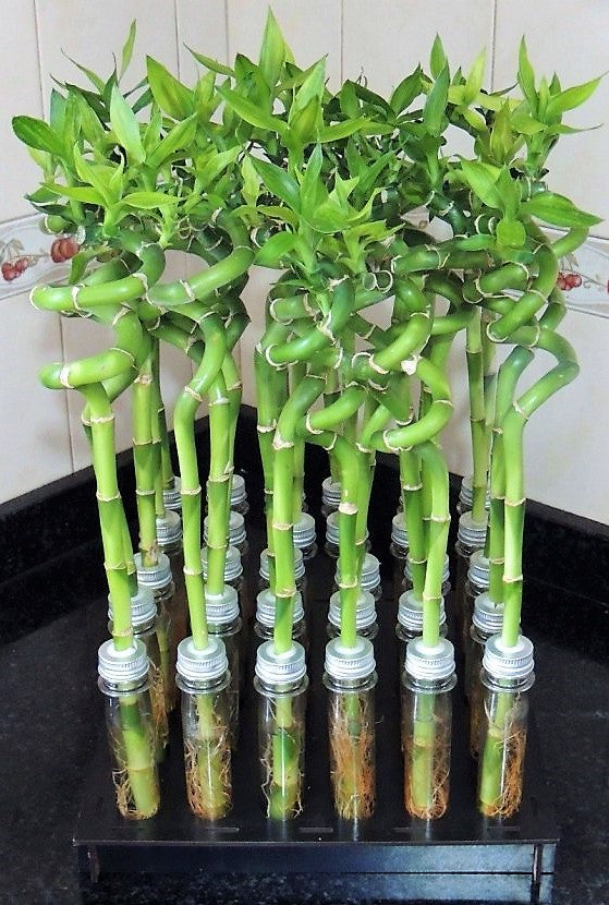 Lucky Bamboo, Dracaena Sanderiana - www.FOP.ae Buy online Best and Healthy Plants and quality products guarantee in Dubai Plants Shop in Dubai Abu Dhabi all over UAE Plants near me Fresh Plants in Dubai where to buy plants in UAE - FOP.ae