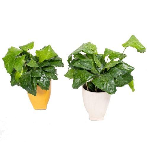 Calathea Mosaica, Network - www.FOP.ae Buy online Best and Healthy Plants and quality products guarantee in Dubai Plants Shop in Dubai Abu Dhabi all over UAE Plants near me Fresh Plants in Dubai where to buy plants in UAE - FOP.ae