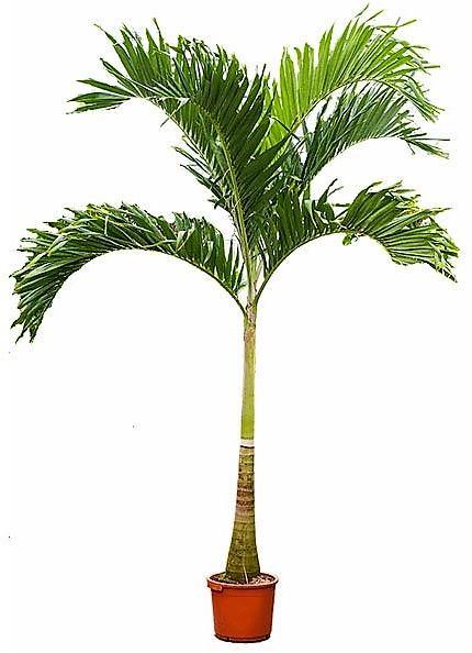 Manila Palm, Veitchia Merrillii - www.FOP.ae Buy online Best and Healthy Plants and quality products guarantee in Dubai Plants Shop in Dubai Abu Dhabi all over UAE Plants near me Fresh Plants in Dubai where to buy plants in UAE - FOP.ae