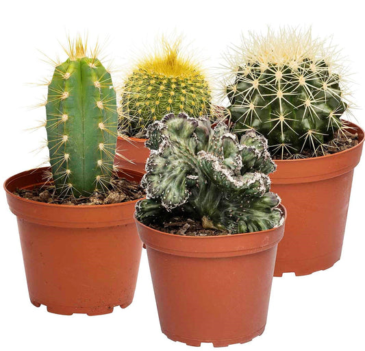 Ornamental Cactus - www.FOP.ae Buy online Best and Healthy Plants and quality products guarantee in Dubai Plants Shop in Dubai Abu Dhabi all over UAE Plants near me Fresh Plants in Dubai where to buy plants in UAE - FOP.ae