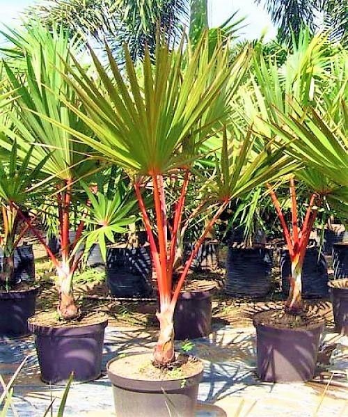 Red Latan Palm, Latania Lontaroides - www.FOP.ae Buy online Best and Healthy Plants and quality products guarantee in Dubai Plants Shop in Dubai Abu Dhabi all over UAE Plants near me Fresh Plants in Dubai where to buy plants in UAE - FOP.ae