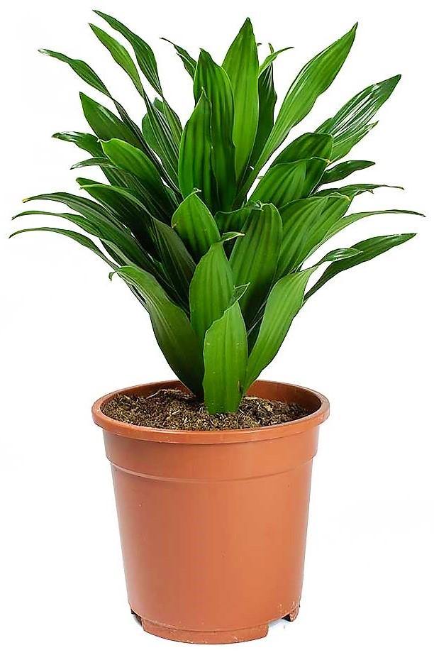 Dracaena Compacta Small - www.FOP.ae Buy online Best and Healthy Plants and quality products guarantee in Dubai Plants Shop in Dubai Abu Dhabi all over UAE Plants near me Fresh Plants in Dubai where to buy plants in UAE - FOP.ae