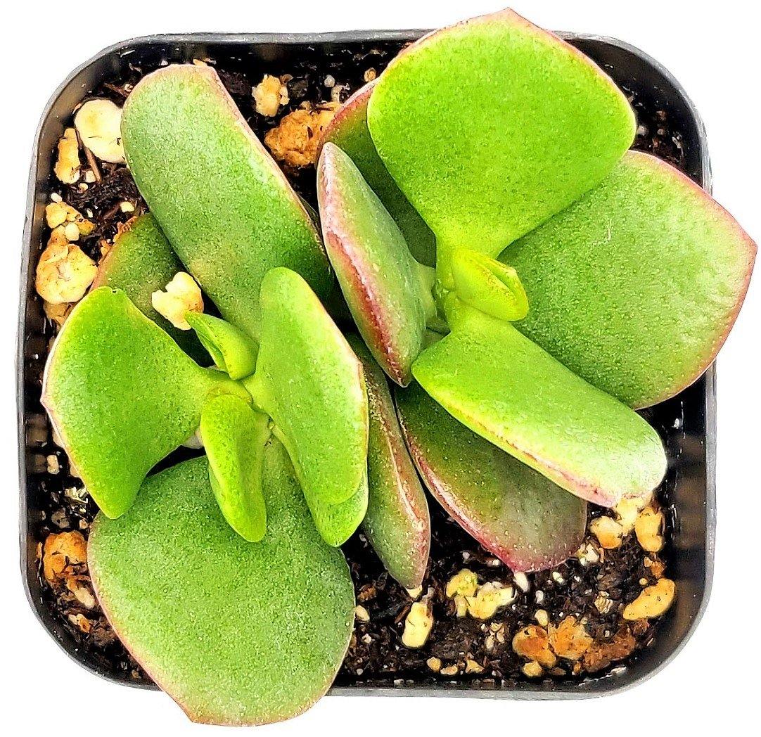 Crassula ovata Mini, Dollar Plant, Jade Plant - www.FOP.ae Buy online Best and Healthy Plants and quality products guarantee in Dubai Plants Shop in Dubai Abu Dhabi all over UAE Plants near me Fresh Plants in Dubai where to buy plants in UAE - FOP.ae