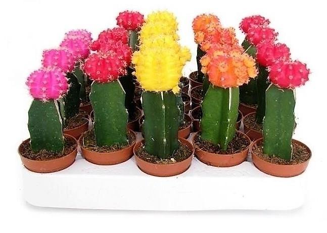 Gymnocalycium mix - www.FOP.ae Buy online Best and Healthy Plants and quality products guarantee in Dubai Plants Shop in Dubai Abu Dhabi all over UAE Plants near me Fresh Plants in Dubai where to buy plants in UAE - FOP.ae