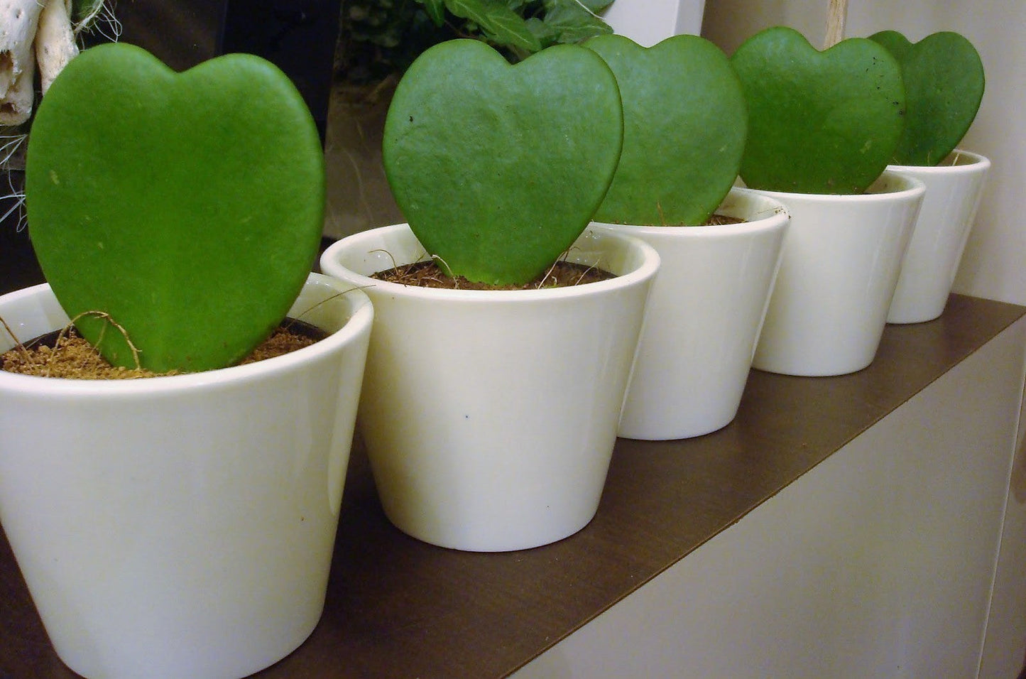 Lucky Heart, Hoya Kerrii - www.FOP.ae Buy online Best and Healthy Plants and quality products guarantee in Dubai Plants Shop in Dubai Abu Dhabi all over UAE Plants near me Fresh Plants in Dubai where to buy plants in UAE - FOP.ae