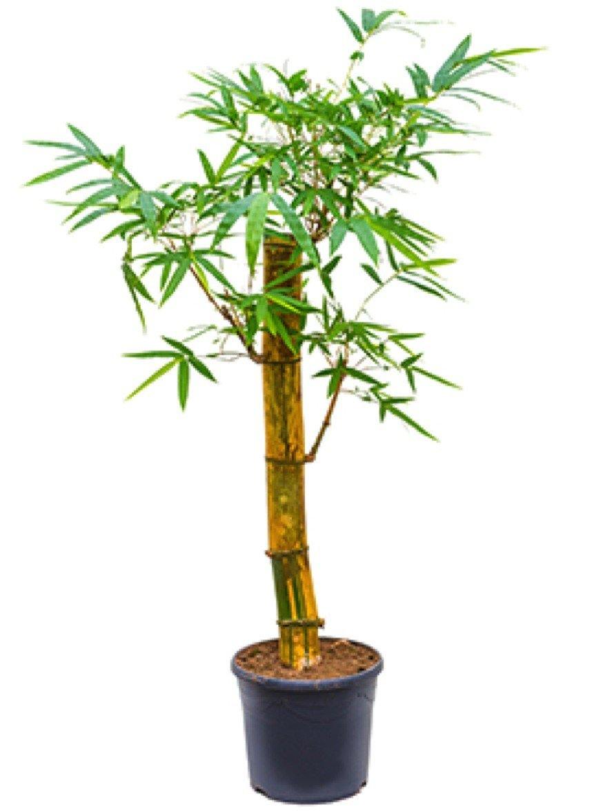 Bambusa vulgaris, Common Bamboo - www.FOP.ae Buy online Best and Healthy Plants and quality products guarantee in Dubai Plants Shop in Dubai Abu Dhabi all over UAE Plants near me Fresh Plants in Dubai where to buy plants in UAE - FOP.ae