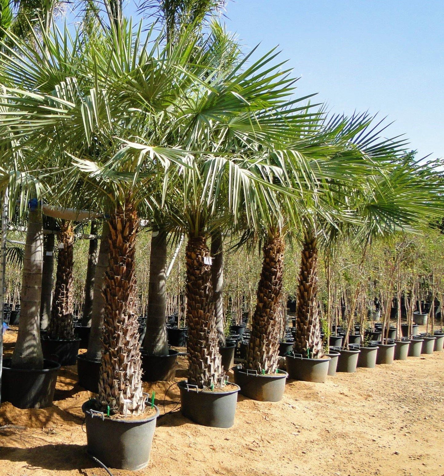 Wax Palm, Copernicia Prunifera - www.FOP.ae Buy online Best and Healthy Plants and quality products guarantee in Dubai Plants Shop in Dubai Abu Dhabi all over UAE Plants near me Fresh Plants in Dubai where to buy plants in UAE - FOP.ae