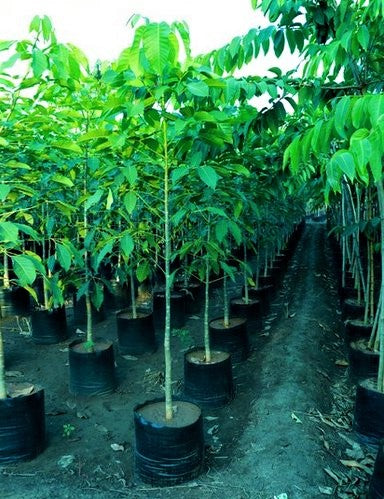 Trumpet Tree, Tabebuia pentaphylla, Tabebuia Rosea - www.FOP.ae Buy online Best and Healthy Plants and quality products guarantee in Dubai Plants Shop in Dubai Abu Dhabi all over UAE Plants near me Fresh Plants in Dubai where to buy plants in UAE - FOP.ae